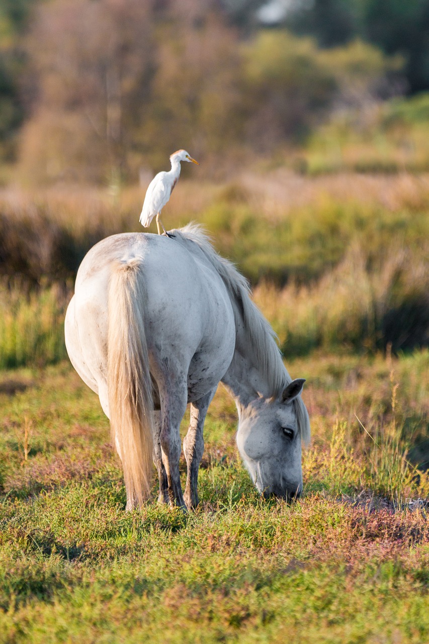 cattle-egret-2591502_1280